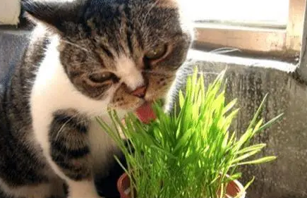 猫咪吃完猫草吐白沫怎么回事？铲屎官不可大意！