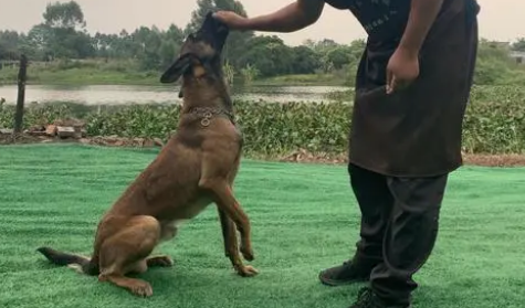 怎么让狗吃狗粮？10年训犬师教你一招解决