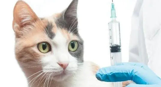 怎么看猫有没有打过疫苗？一文给你答案