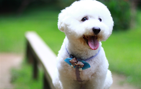 比熊犬出现这些症状，说明它感冒了！.jpg