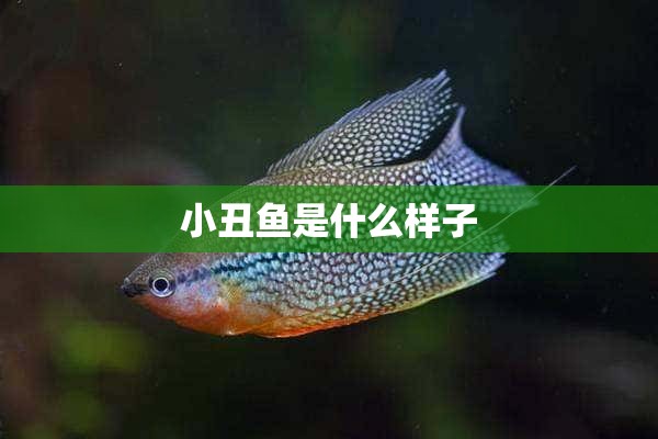 小丑鱼是什么样子