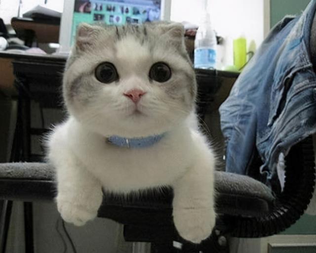 5分钟带你看完猫咪的一生，请珍惜与猫咪的相处时光！