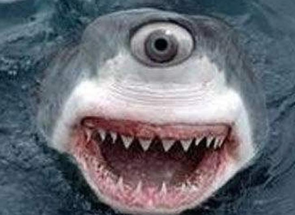 地球上最奇特的鲨鱼，仅一只眼的独眼鲨鱼，全球仅不到50例 