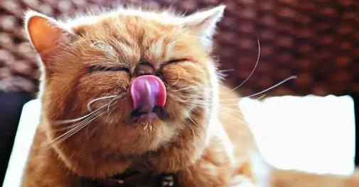 注意：猫咪吃零食会成瘾的！零食不能猫想吃就喂