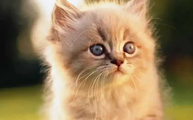小猫吐食物是什么原因？不清楚的快来看看！