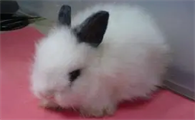 西施兔耐热吗？感兴趣过来看看