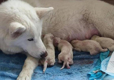 北极狼尝试人工繁育后，去医院检查被惊喜到了：上天的恩赐