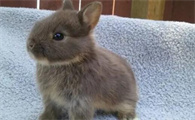 荷兰侏儒兔会长多大？快来了解一下吧