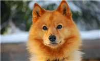如何训练芬兰猎犬？这五种方法可以参考