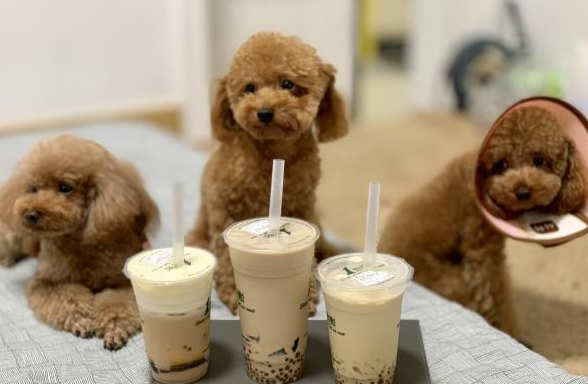 想知道狗狗喝了一点奶茶有事吗？快来看看吧