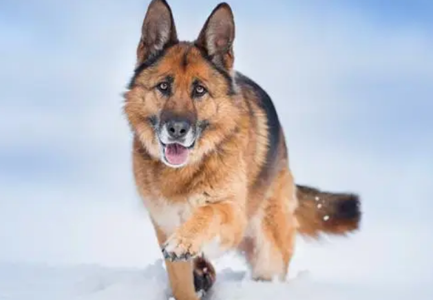 牧羊犬遇到一群笨羊，一言不合就和狗狗打了起来，气死狗了！ 