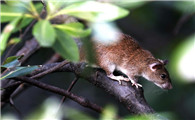 动物小百科：关于笔尾树鼠你不得不知道的知识！