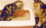 猫吃完东西多久会排泄？不知道的来瞧瞧