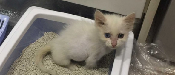 换猫砂怎么过渡？猫砂几天换一次？
