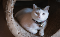 春节期间，猫咪寄养或带回老家注意事项