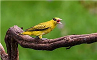 黄鹂是最美的鸟类之一，也是最会“唱歌”的鸟！