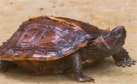 今日科普：刺山龟是淡水龟吗？