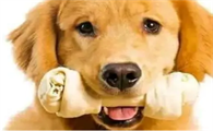 这些都是狗狗缺钙的表现，选择狗狗钙片要注意什么？