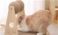 猫抓板的种类，如何教猫咪使用猫抓板