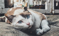 猫咪发情别慌乱，盖夫静心宝来支招