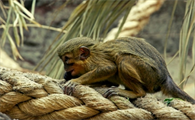 “网暴”完峨眉山猴子，再来了解下这个非洲小猴子，侏长尾猴