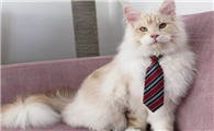 缅因猫肚子胀气，这样调理比较好！