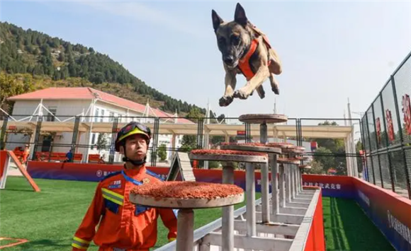 甘肃消防荣获第七届全国消防搜救犬技术比武竞赛团体第一