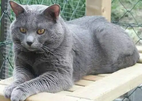 夏特尔猫和蓝猫有区别吗？不清楚的看这里！