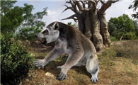500年前就已经灭绝的狐猴物种——巨狐猴