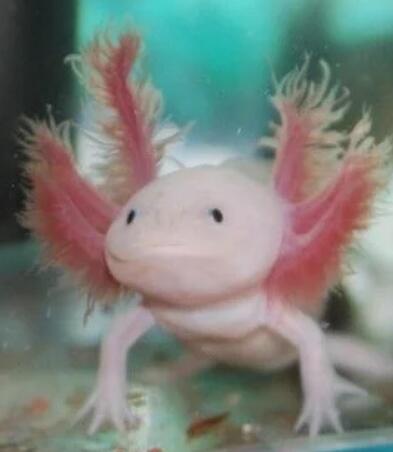 适合新手喂养的水族宠物分析及养龟装备推荐