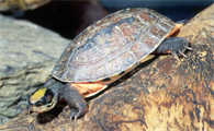 快来学学，三线闭壳龟稚龟如何分辨公母？