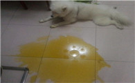 狗狗吐黄色的液体是怎么回事？看这篇文章