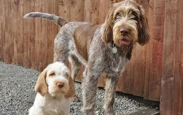 训练史毕诺犬坐下，竟然如此简单！
