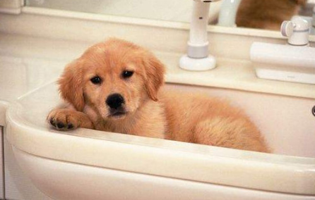 小狗多大可以洗澡？好奇就来看看！