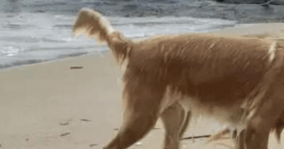 狗狗发现海里有东西，突然跳进水里吓到游客