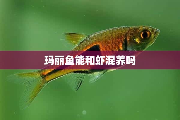 玛丽鱼能和虾混养吗