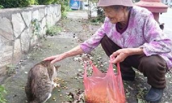 88岁老奶奶18年来不间断餵食流浪猫狗，只因不忍心它们挨饿 