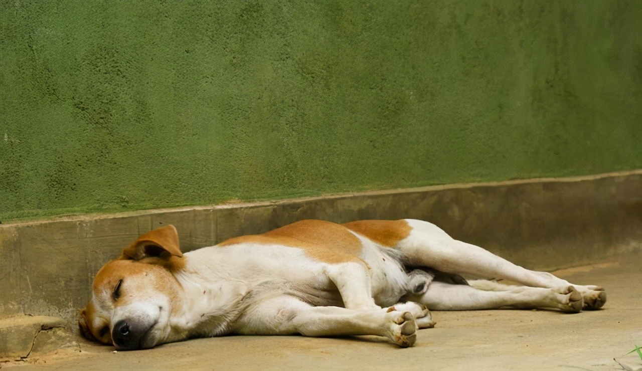 狗狗的睡姿，决定了狗狗的性格，您家狗是哪种睡姿？