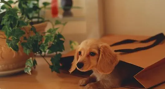 好的狗窝有什么条件？一起来看看