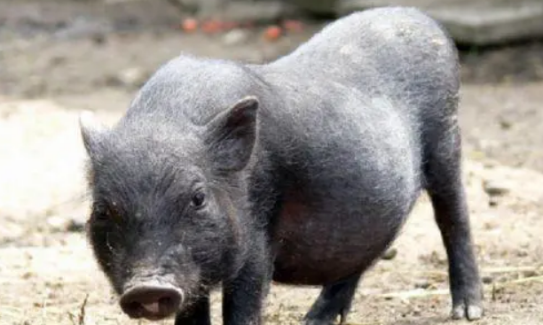 越南大肚猪哪里有卖？看完这篇文章就知道