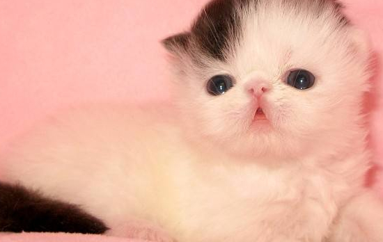 猫需要遛吗 性格不同的猫要区别对待哦！
