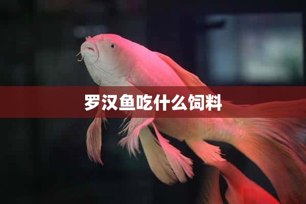 罗汉鱼吃什么饲料