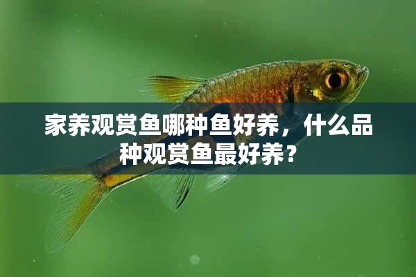 家养观赏鱼哪种鱼好养，什么品种观赏鱼最好养？