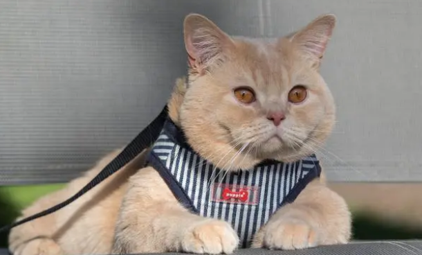 猫砂不能随便选，要通过这三方面考虑