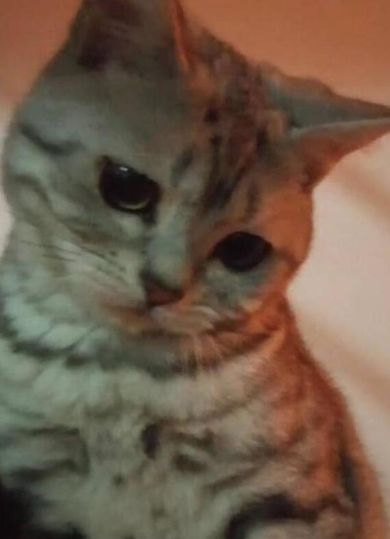 家猫做完绝育第二天，主人看到猫咪的表情想哭，网友：还不哄哄它 