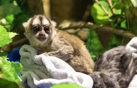 猴类也有“夜猫子”，一文为你揭开秘鲁夜猴的神秘面纱！