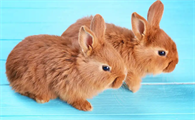 琉球兔是否可以饲养，肯定是可以饲养的！