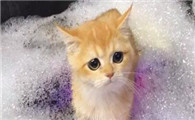 小猫洗澡可以用人的沐浴露吗，小猫多久洗一次澡？