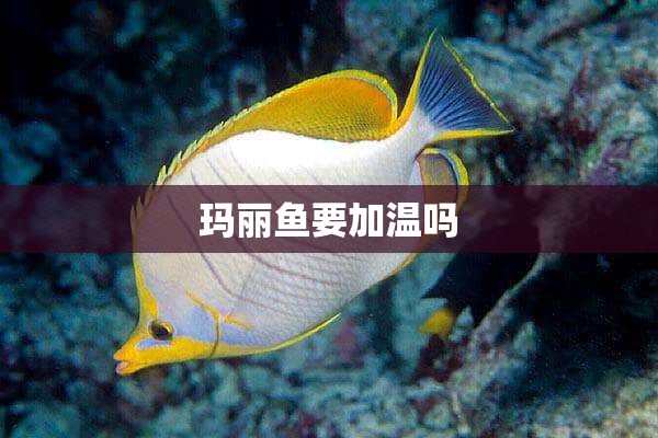 玛丽鱼要加温吗