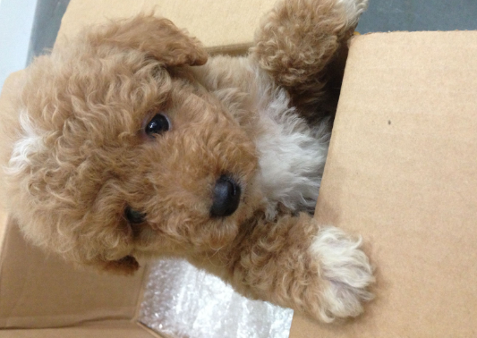 泰迪与中华田园犬谁聪明？这里有答案